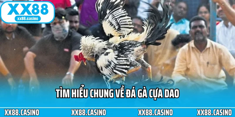 Tìm hiểu chung về đá gà cựa dao Tìm hiểu chung về đá gà cựa dao